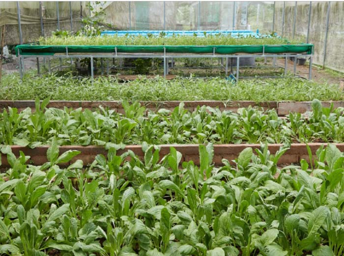lp-farm-sook-img12-may2025.jpg
